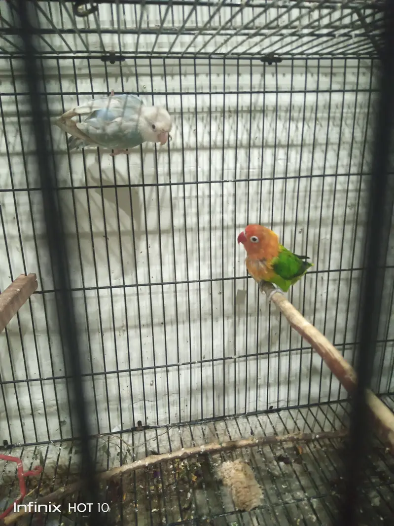 love birds breeder pair — photo 3