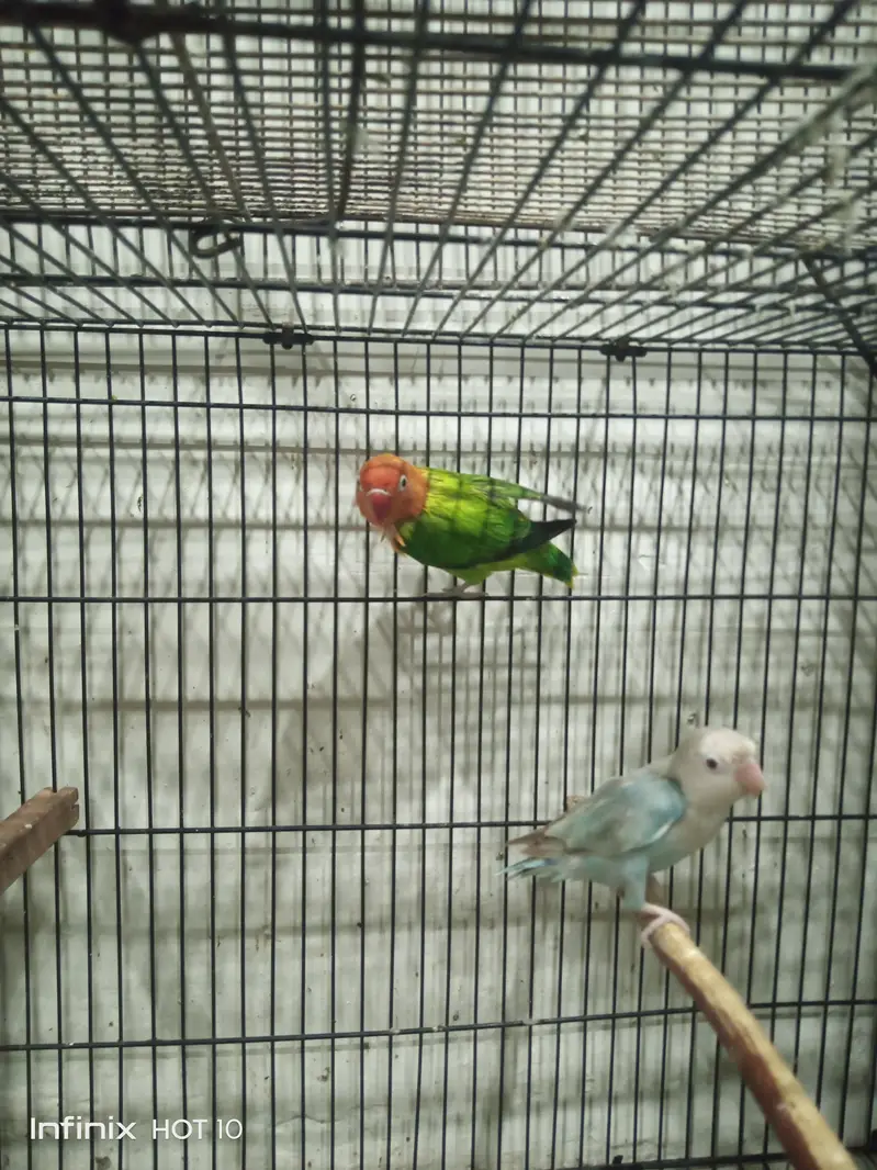love birds breeder pair — photo 4
