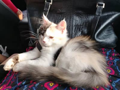 triple coat Persian kitten