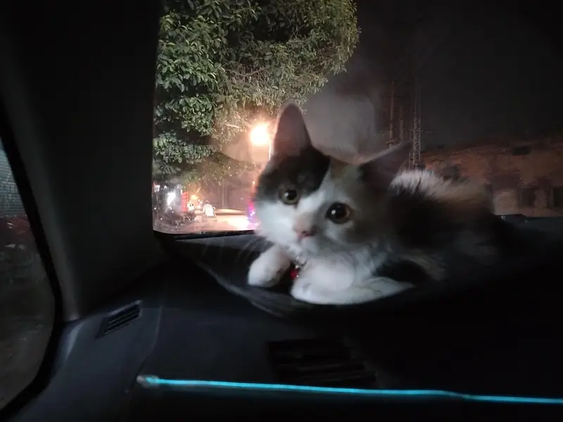 triple coat Persian kitten — photo 2