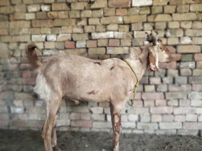 Desi Bakra bareeder 0
