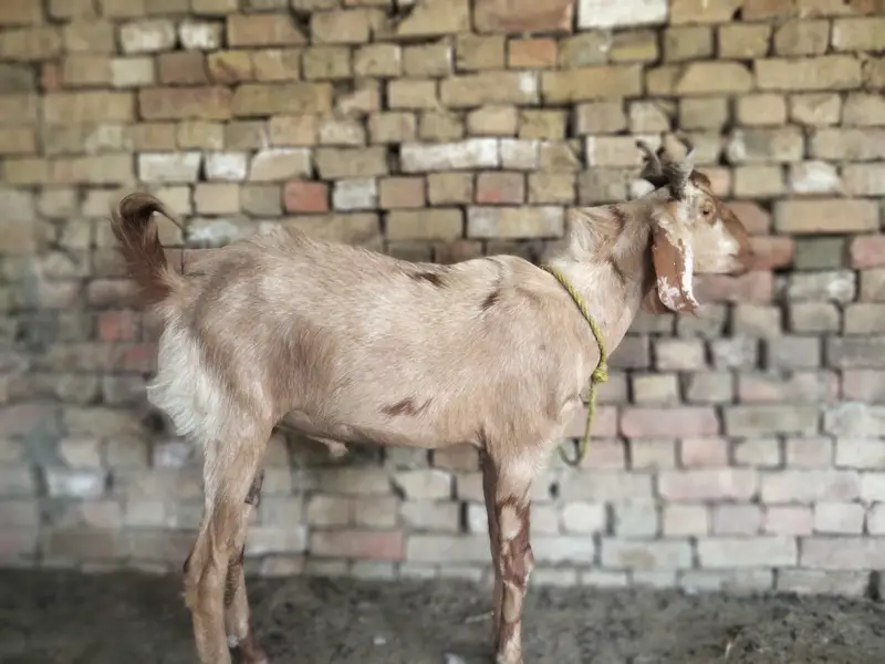 Desi Bakra bareeder