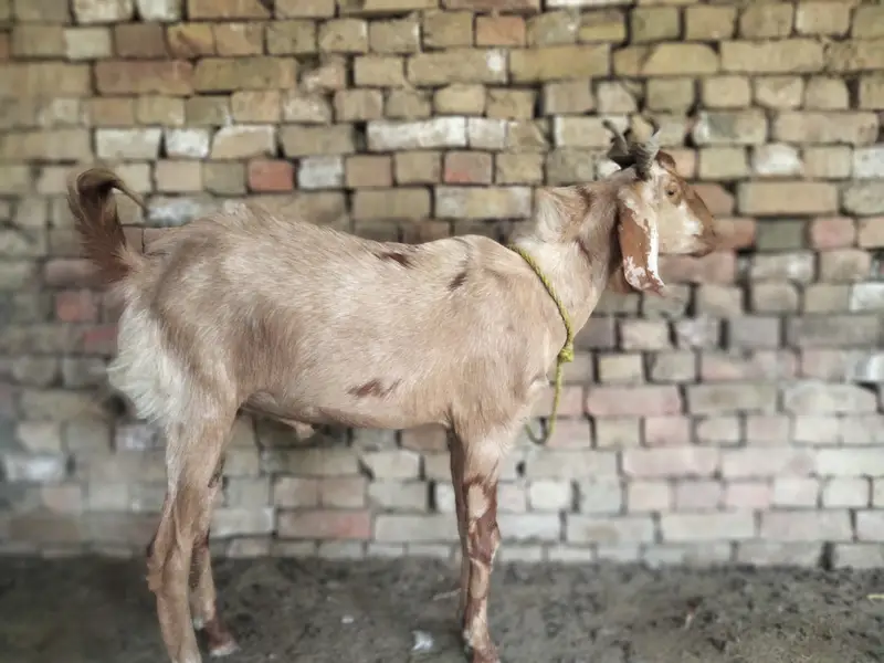Desi Bakra bareeder — photo 2