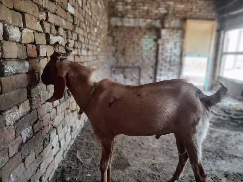 Desi Bakra bareeder 2