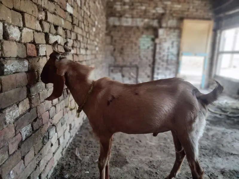 Desi Bakra bareeder — photo 3