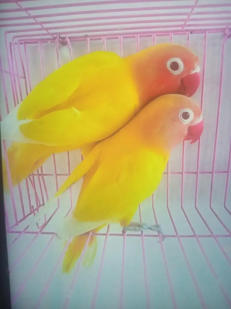 Love Birds+Eino and other Birds — photo 2