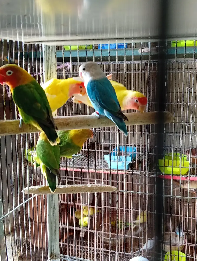 Love Birds+Eino and other Birds — photo 3