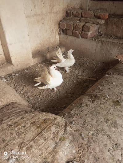 white Indian lucky 3000 pair ki