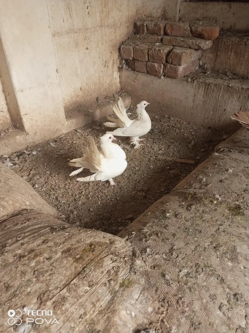 white Indian lucky 3000 pair ki