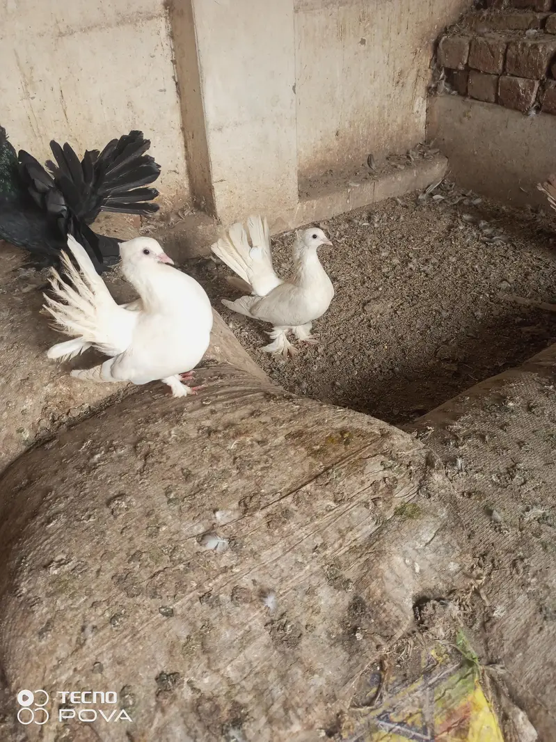 white Indian lucky 3000 pair ki — photo 2