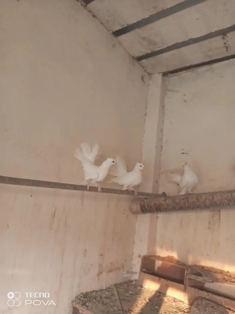 white Indian lucky 3000 pair ki — photo 3