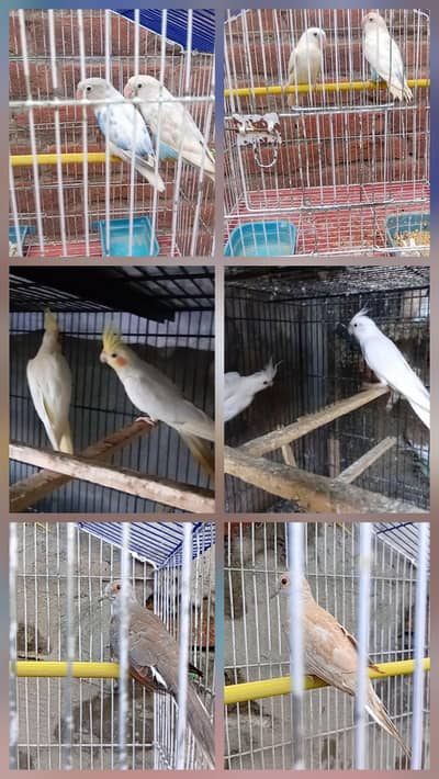 budgies/ love bird/ cocktail/dove o32o6441878