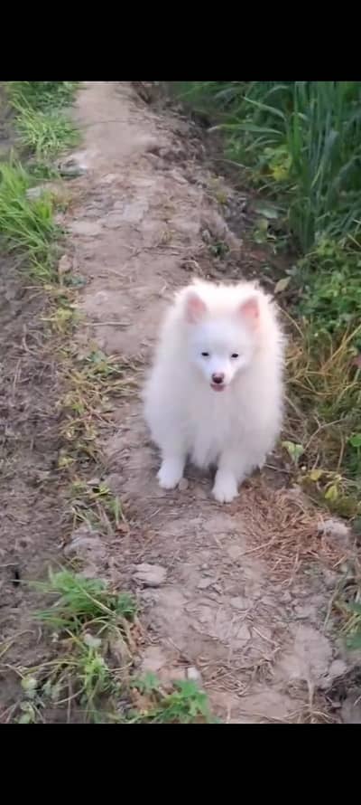 Russian dog for sale only WhatsApp number03473164707
