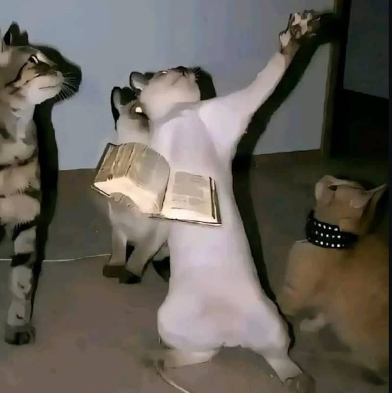 Possessed Cat 0