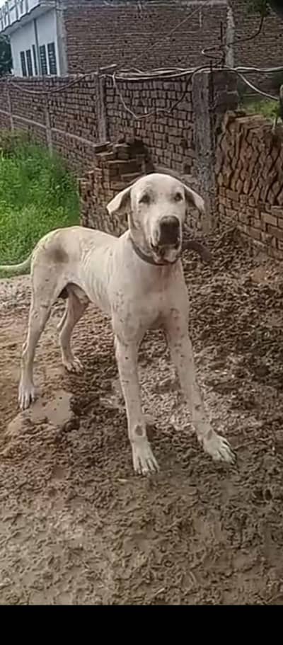 bully dog for sale No tapnee 0316.4326. 178