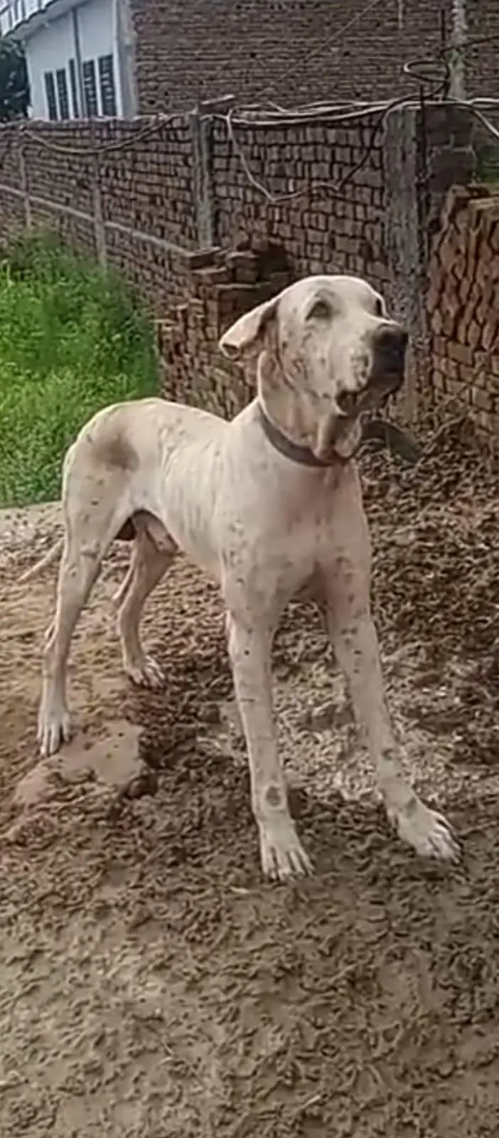 bully dog for sale No tapnee 0316.4326. 178 — photo 2