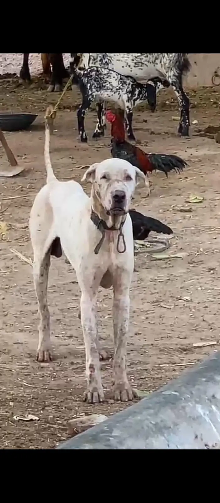 bully dog for sale No tapnee 0316.4326. 178 — photo 3