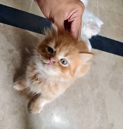 Persian kittens for sale