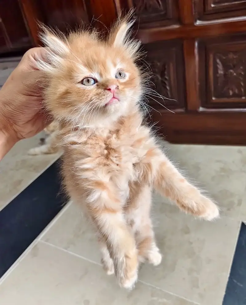 Persian kittens for sale — photo 3