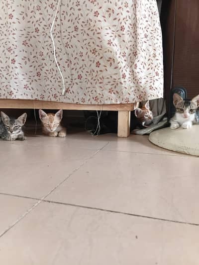 kittens for adoption