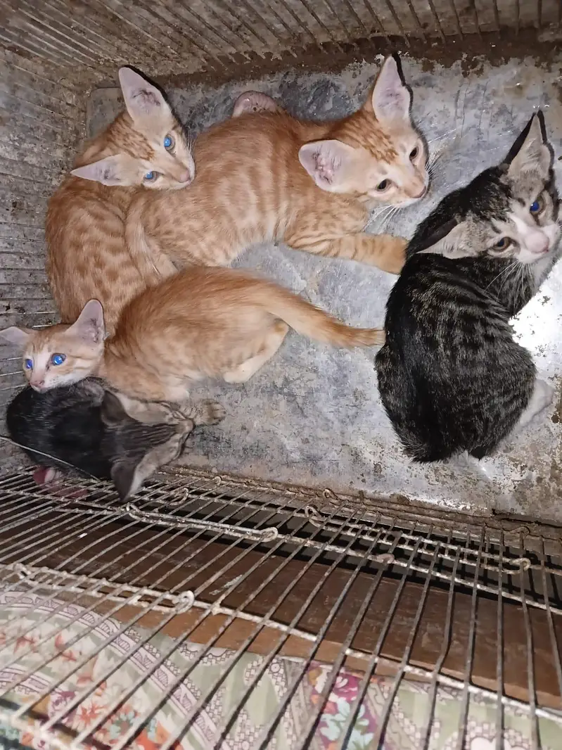 kittens for adoption — photo 4