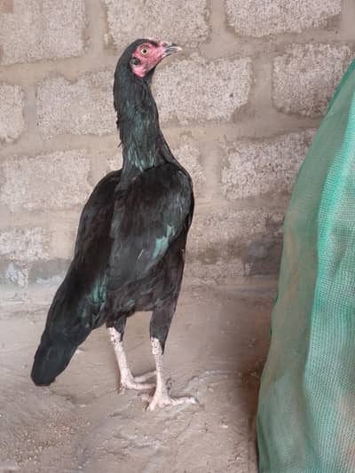 selling aseel mushki madi