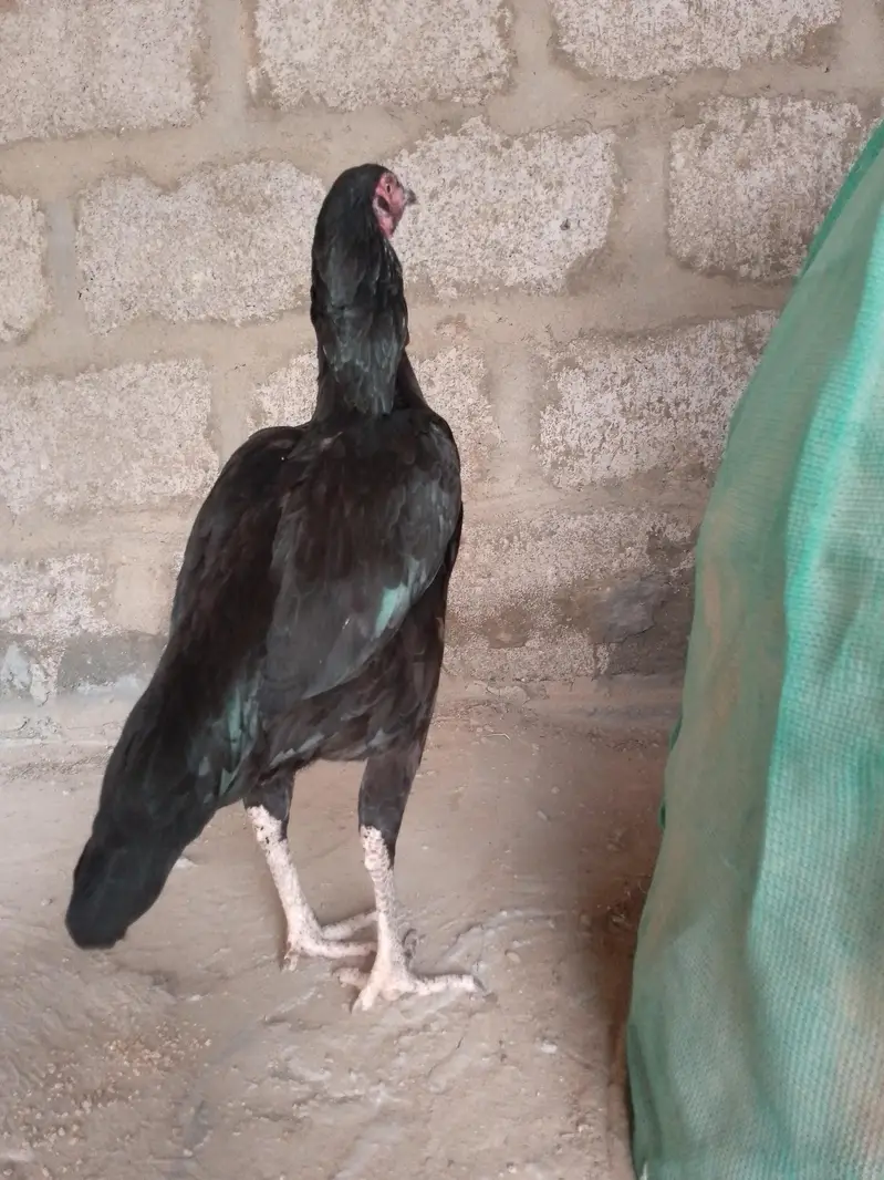 selling aseel mushki madi — photo 2