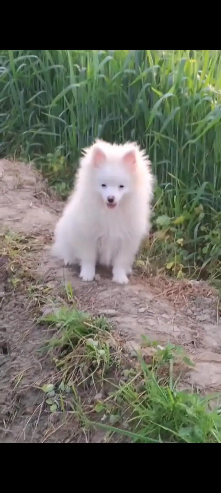 Russian dog for sale only WhatsApp number03473164707 — photo 2