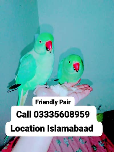 Pair Hand Tamed Friendly Green Ring Neck Parrots Jumbo Size