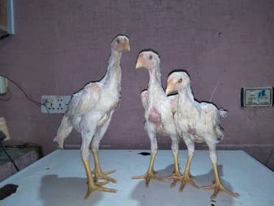 white oh shamo chicks