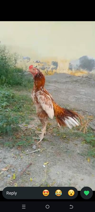 cheena murga for sale