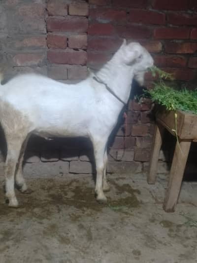full pointed Teda 2 dant  #03274116585
