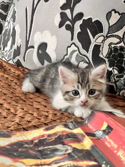 Male kitten