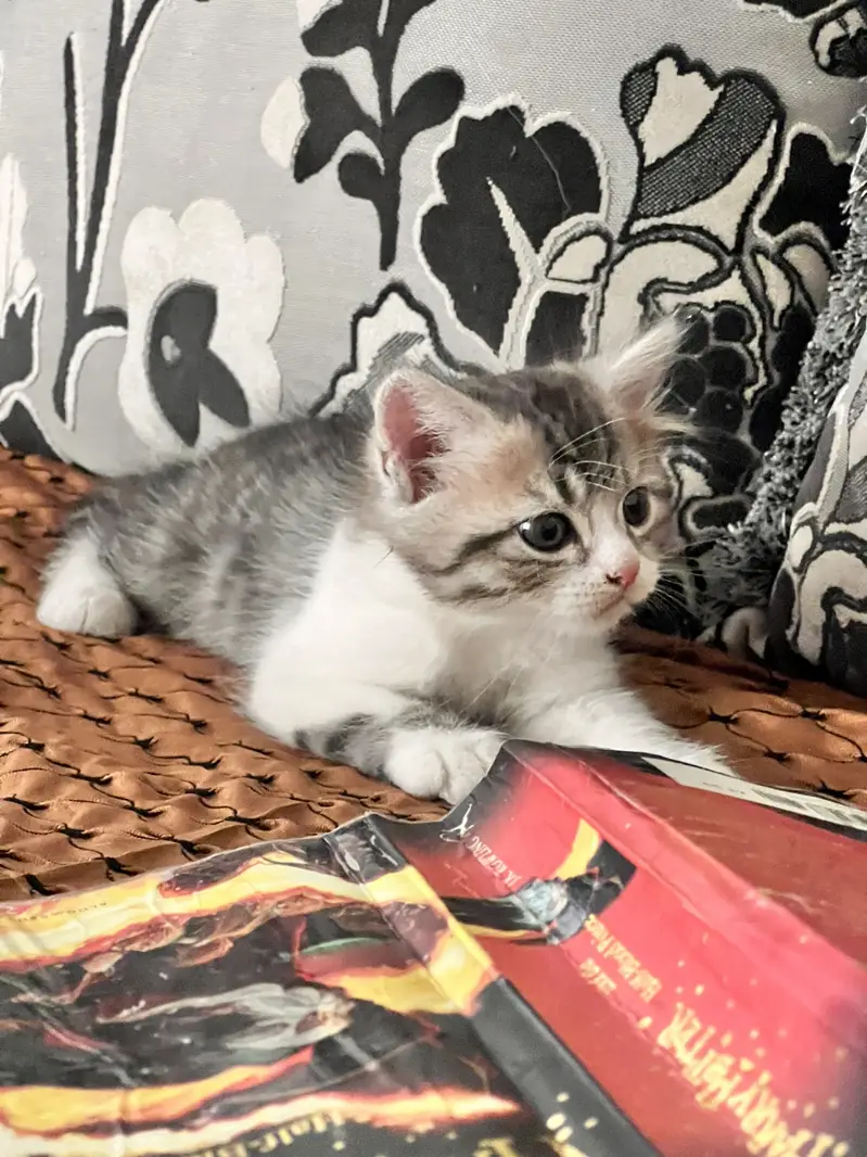 Male kitten — photo 2