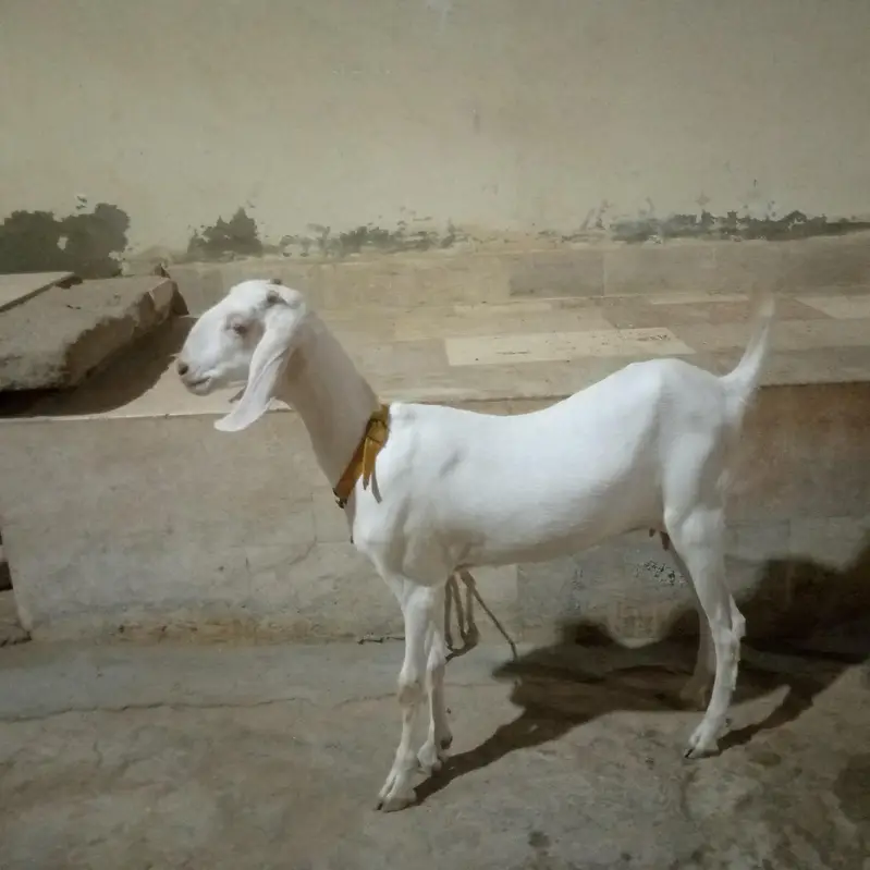 bakra or bakri