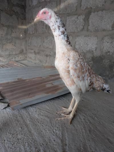 selling aseel female