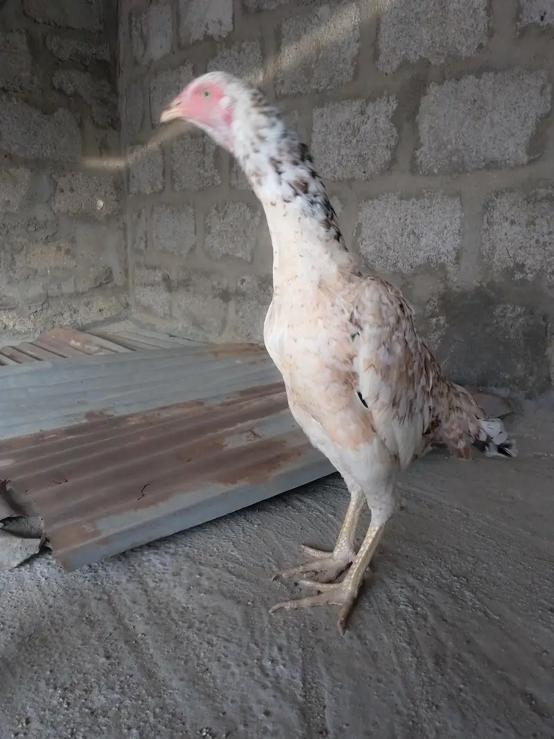 selling aseel female — photo 2
