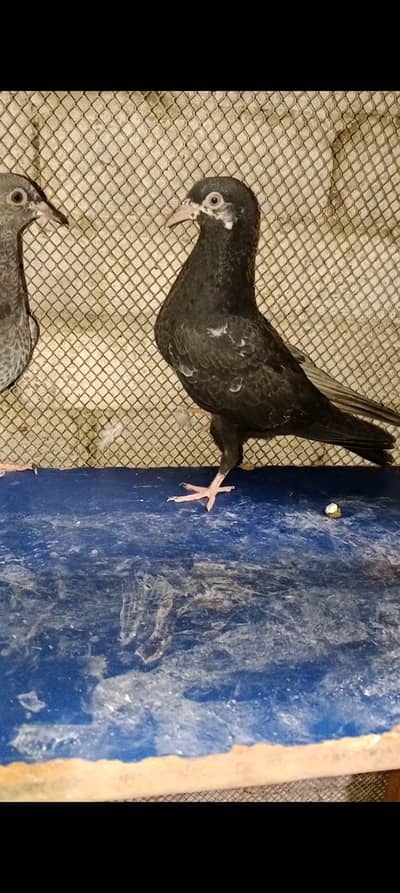 prwazi bachy A1 quality for sale