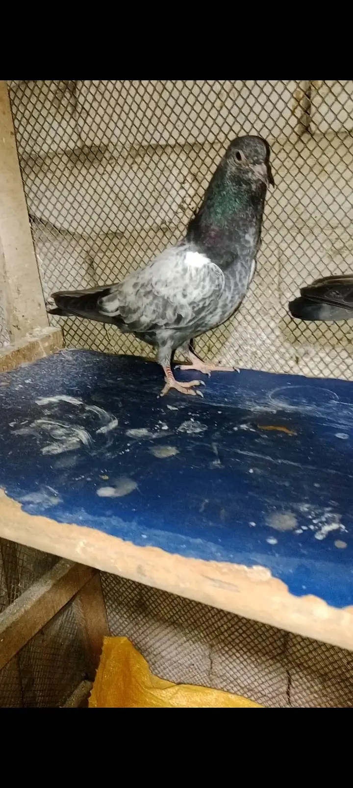 prwazi bachy A1 quality for sale — photo 3