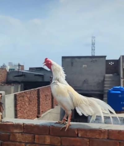 white heera