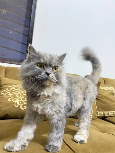Pure Persian Cat for Sale – Grey, Healthy & Fluffy