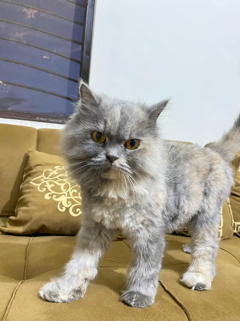 Pure Persian Cat for Sale – Grey, Healthy & Fluffy — photo 3