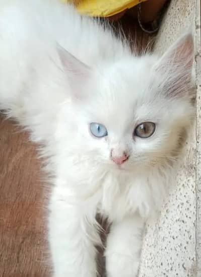 Persion kittens Female (03)