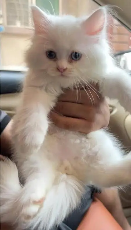 Persion kittens Female (03) — photo 2