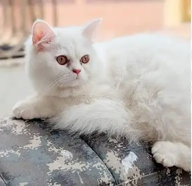 Persion kittens Female (03) — photo 3