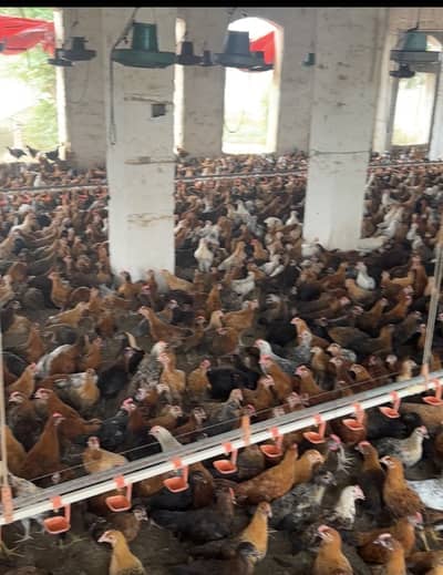 Golden Misri Chickens fro Sale