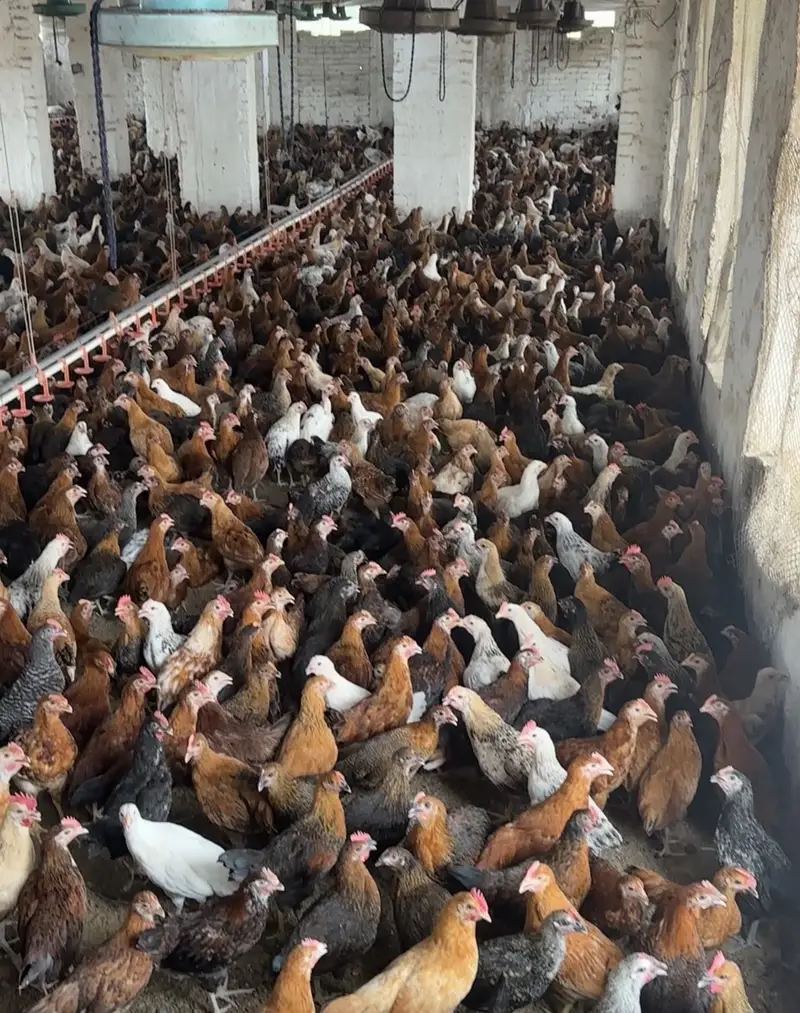 Golden Misri Chickens fro Sale — photo 2