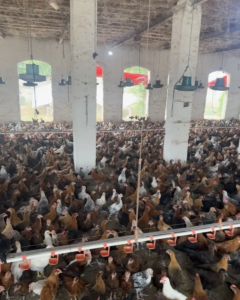 Golden Misri Chickens fro Sale — photo 3