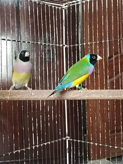 Gouldian Beautiful Breeder Pair