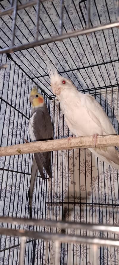 Eno Red eyes female Black Male
